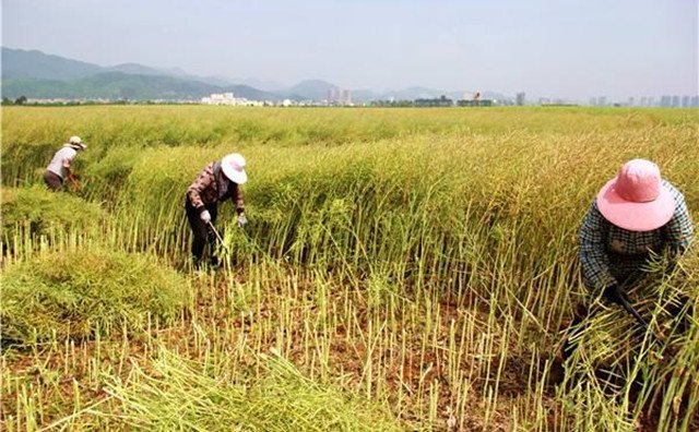 農(nóng)村的秸稈稻草，棉花桿，廢舊木材花生殼，都是農(nóng)業(yè)垃圾，在過去這些東西沒有人稀罕，到處亂扔，影響了農(nóng)村的面貌
