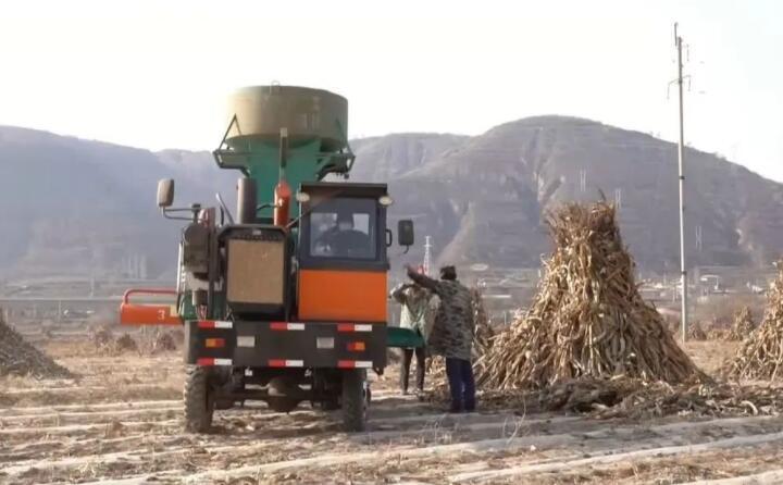近日，走進曲子鎮(zhèn)孟家寨村，工人們正駕駛農(nóng)機將秸稈打包回收，袁歲寶跟在機器后面細細數(shù)著自家玉米地剛剛打包完成的草包。
